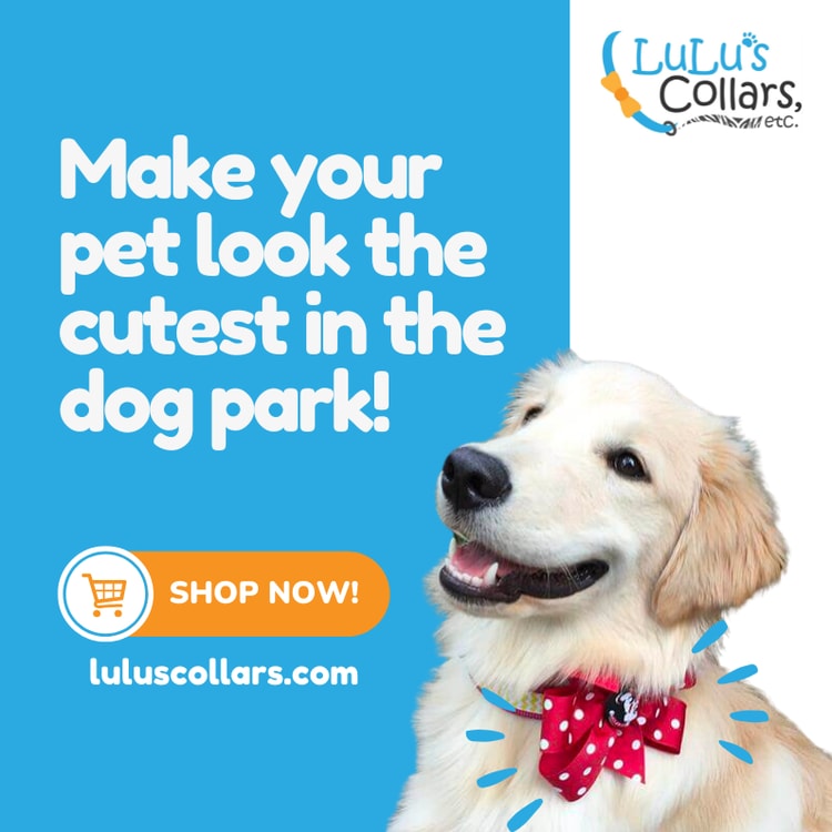 A white dog wearing a red bow tie