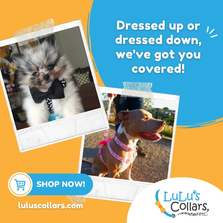 Two pictures of a dog wearing a bow tie