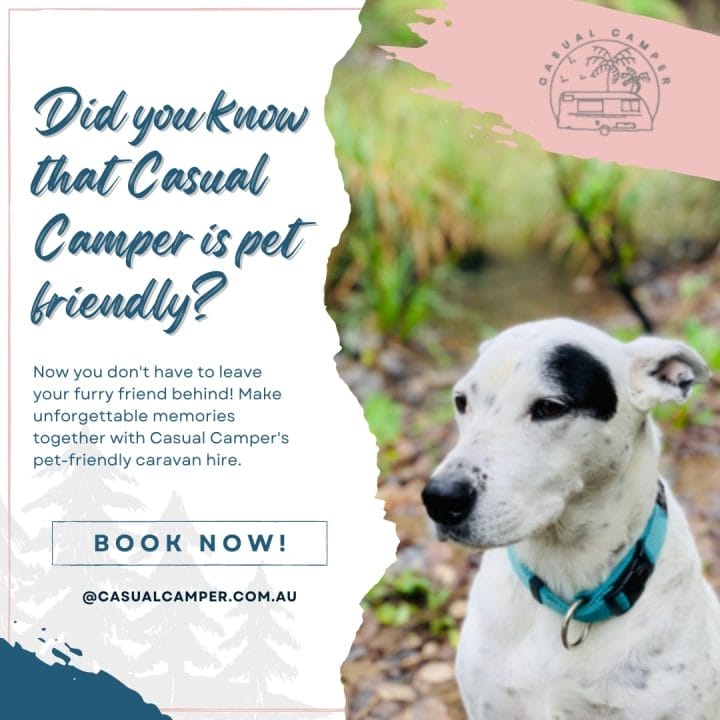 A white dog with a blue collar is looking at the camera