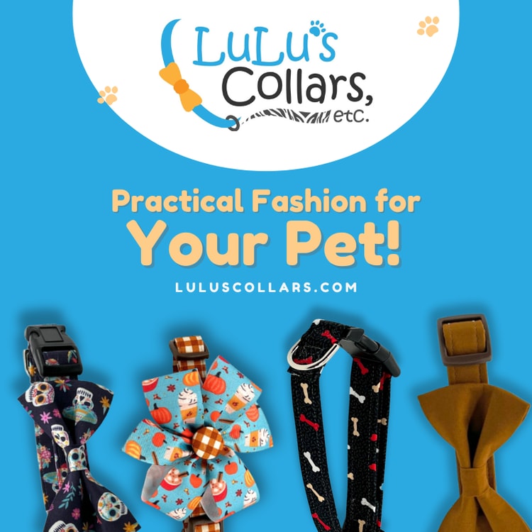 A dog collar, leash, and collar clip with the words practical fashion for your