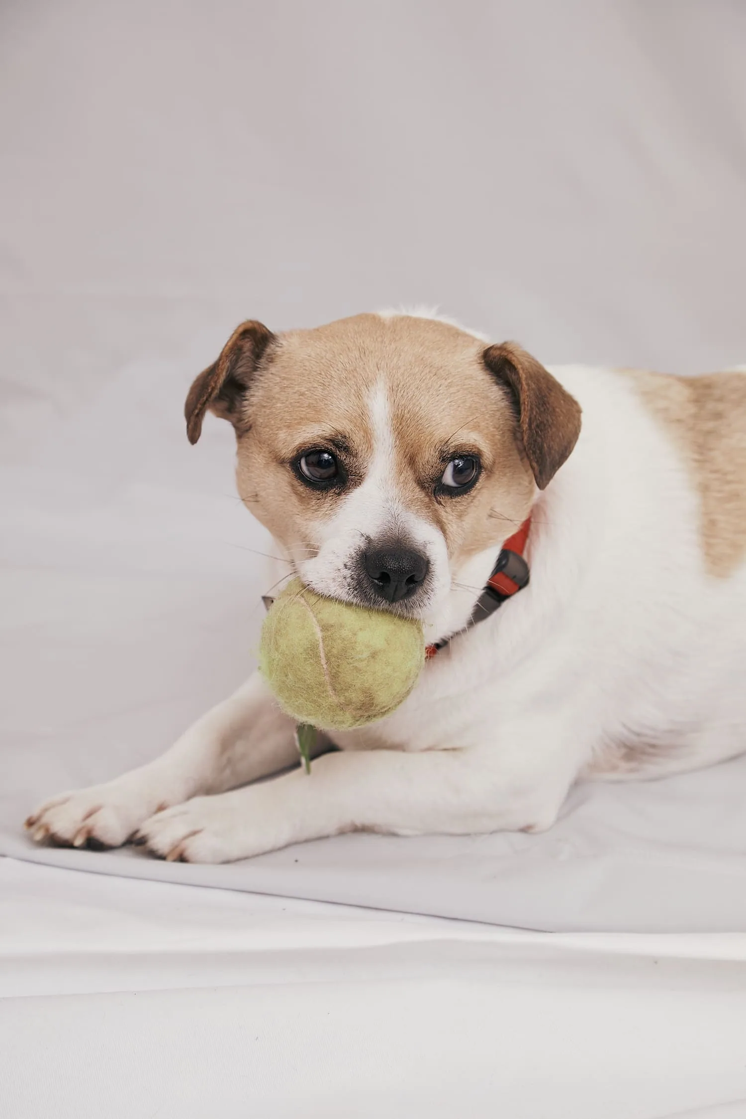 A brown and white dog with a tennis ball in its mouth