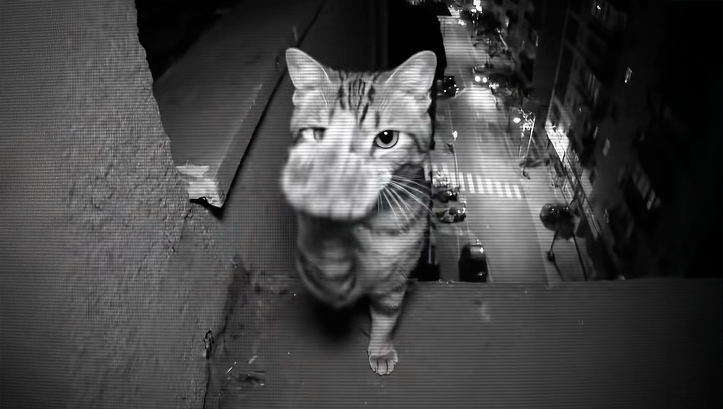 Cover Image for Feline Defiance? Viral Cat’s Bizarre Gesture Sparks Global Conversation