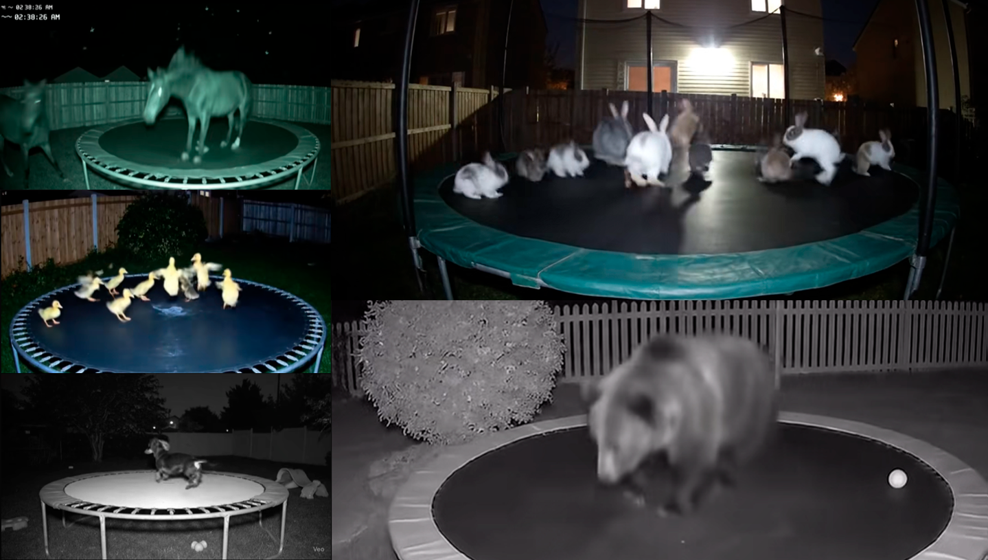Cover Image for Animal Playground Epidemic Confounds Experts and Social Media Alike