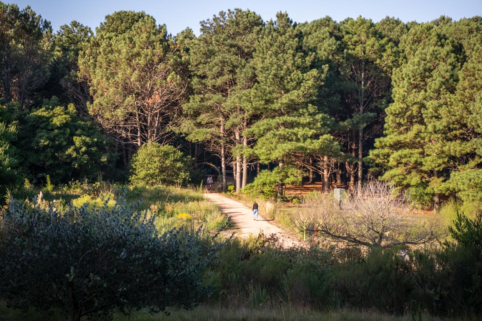 Cover Image for Desde el Jardín