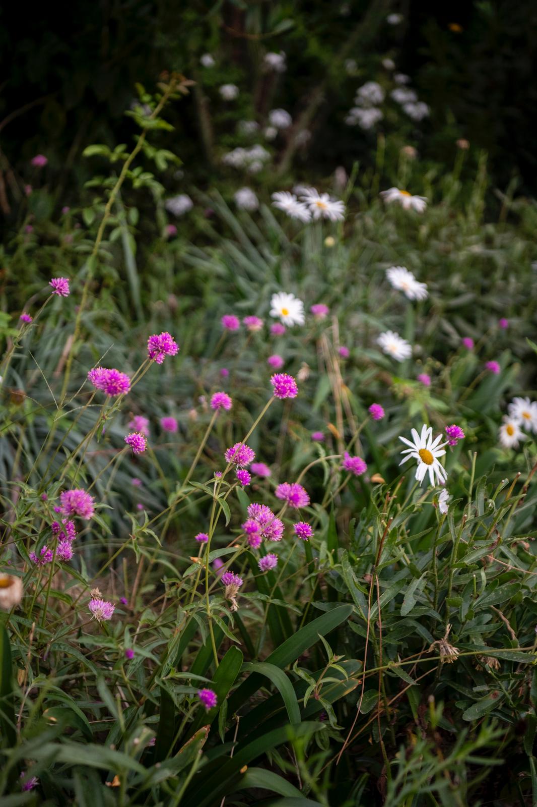 Gomphrenas y Leucanthemums: claves de sol en el pentagrama del bosque..