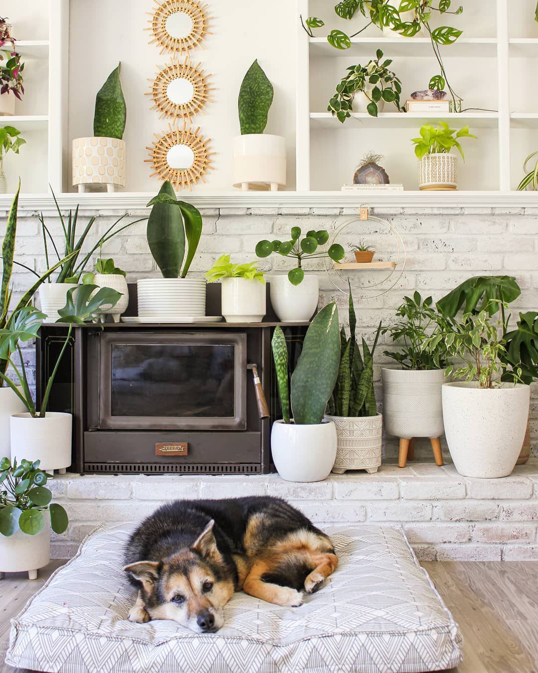 Indoor Plants Home: Top 10 Picks to Transform Your Space into a Lush Oasis 