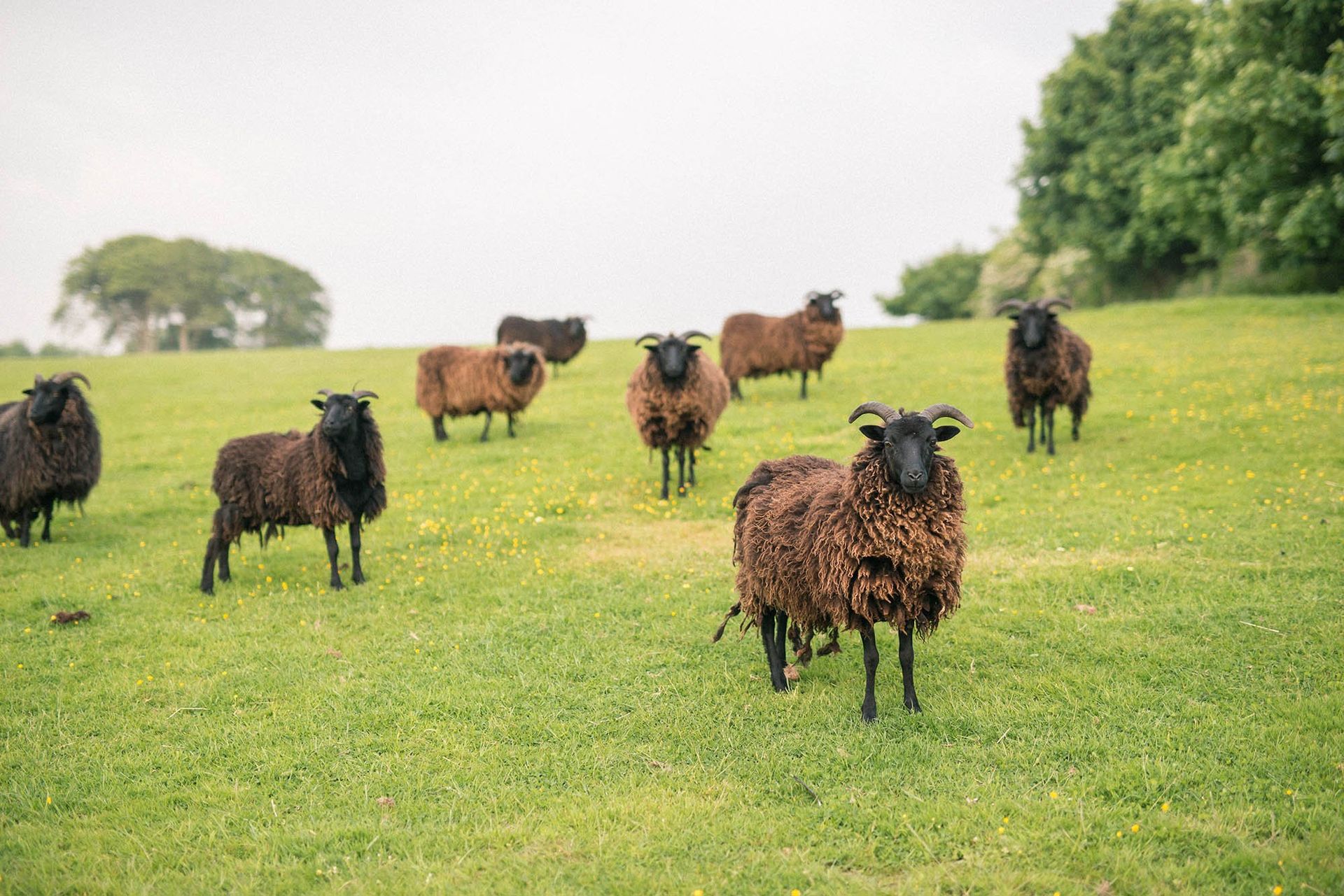 Coombeshead_Farm_23
