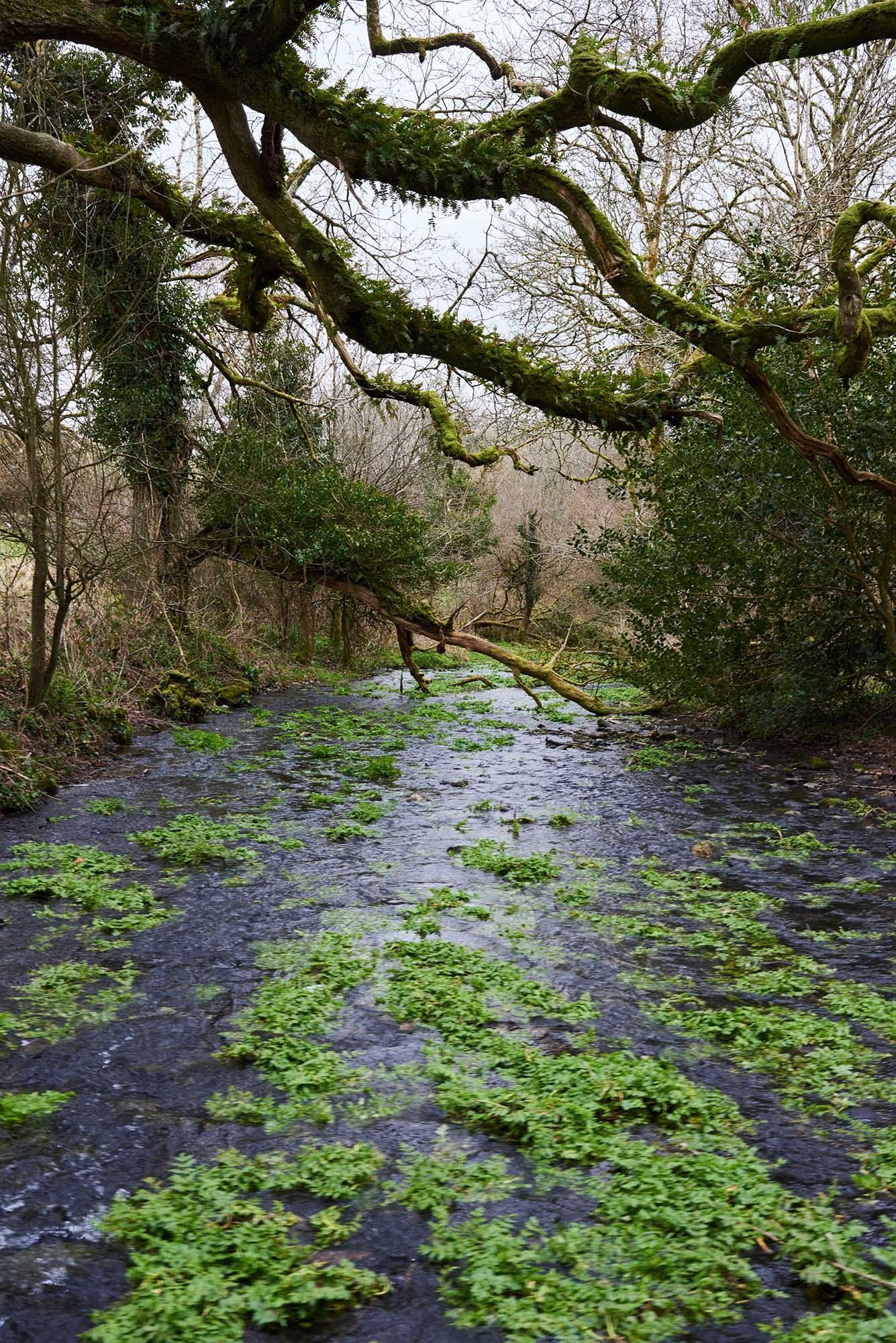 Coombeshead_Farm_26