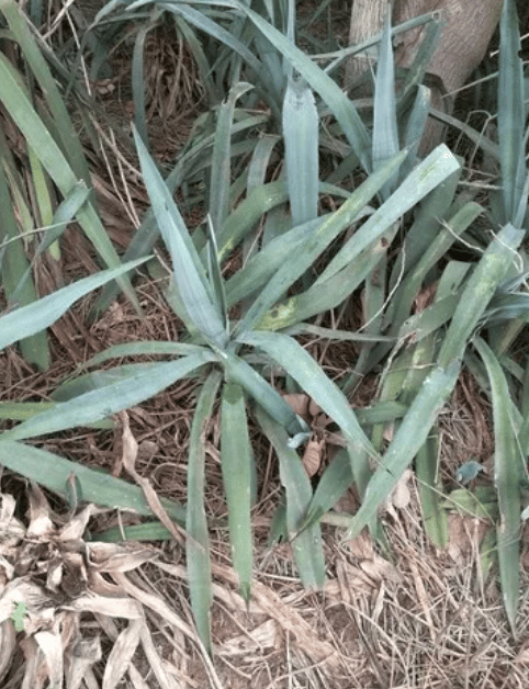 잎이 길고 두꺼워 보임